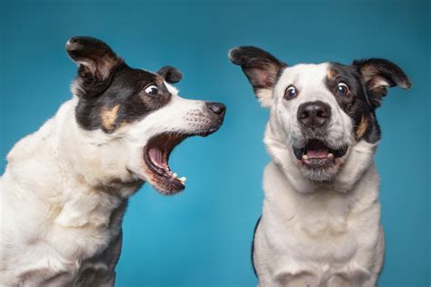 The Call to Action: Decoding the Message Behind a Grumbling Canine Nightmare