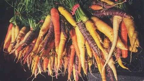 The Captivating History of Carrot Dreaming