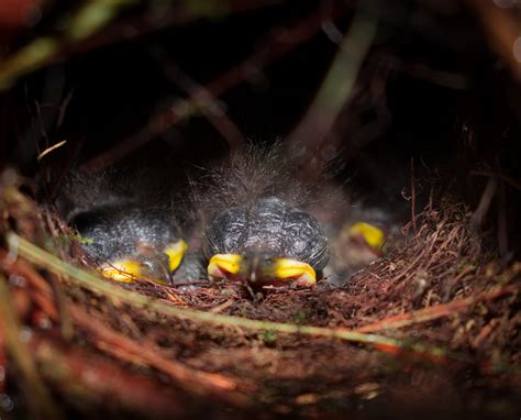 The Captivating Universe of Dreaming: Deciphering the Enigmatic Visions of Hatchling Birds