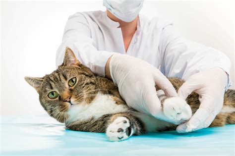 The Challenges and Rewards of Aiding Injured Felines