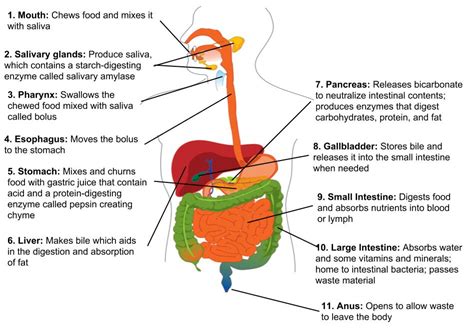 The Complex Relationship between Diet and Diarrhea