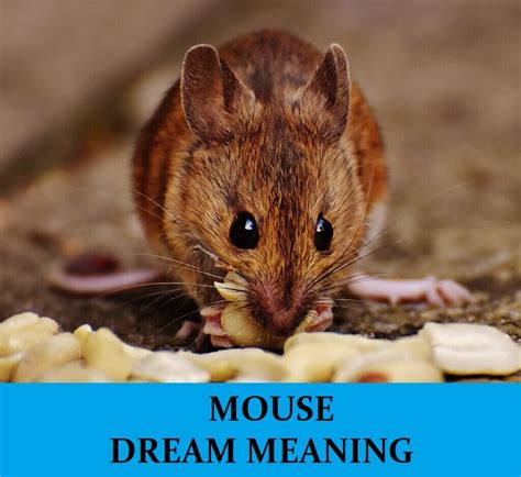 The Connection Between Dreams of Mice and Deep-Rooted Anxieties