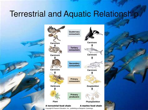 The Connection Between Reproduction of Aquatic Creatures and Personal Relationships