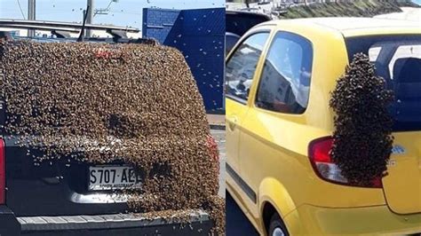 The Connection between Bees, Cars, and Personal Growth