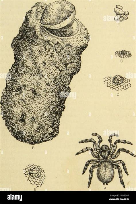 The Connection between Dreams of Offspring Arachnids Emerging and Maternal Instincts