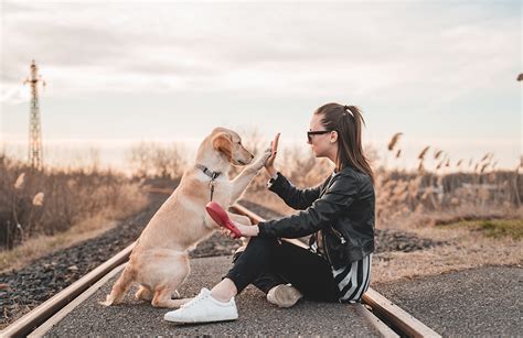 The Connection between Humans and Animals: Enhancing the Emotional Bond