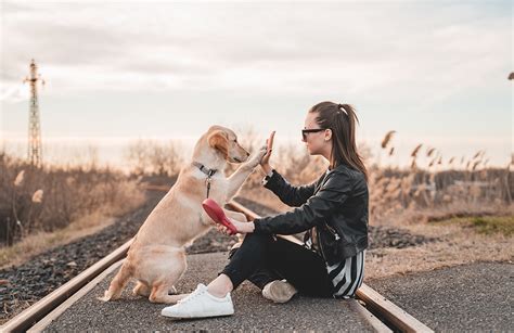 The Connection between Humans and Their Beloved Animal Companions: Examining the Deep Affinity