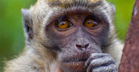 The Controversy Surrounding Monkey Consumption