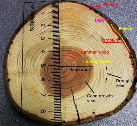 The Correlation Between Wood and Growth: Insights from Dream Analysis
