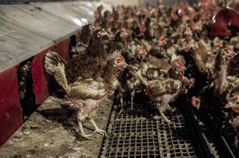 The Cruel Reality: The Life of Captive Poultry