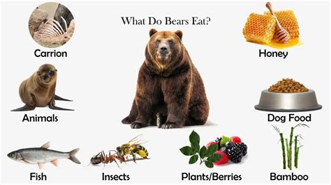 The Culinary Temptation of Bear Cuisine