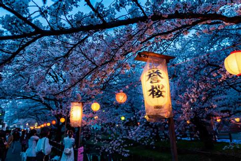 The Cultural Importance of Sakura in Japan