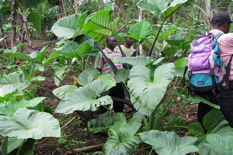 The Cultural Significance of Cocoyam in Indigenous Communities