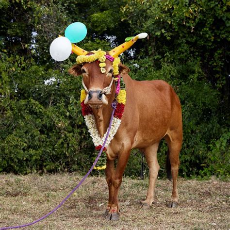 The Cultural Significance of Cows in Tamil Nadu
