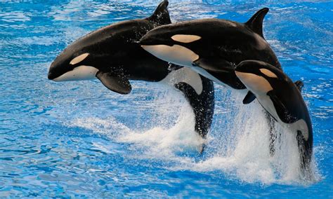 The Cultural Significance of Orca Whales in Dream Interpretation