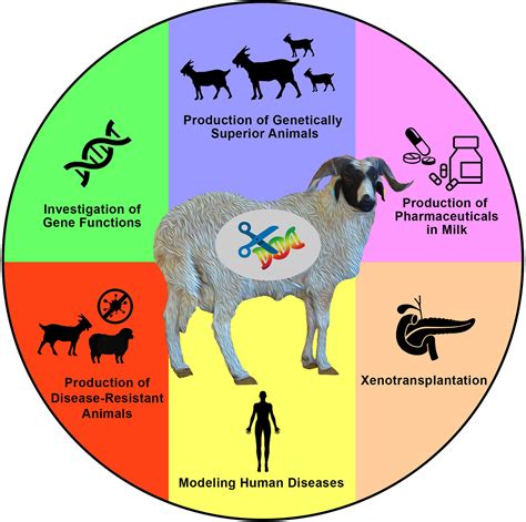 The Cultural Significance of Sheep Head in Various Societies