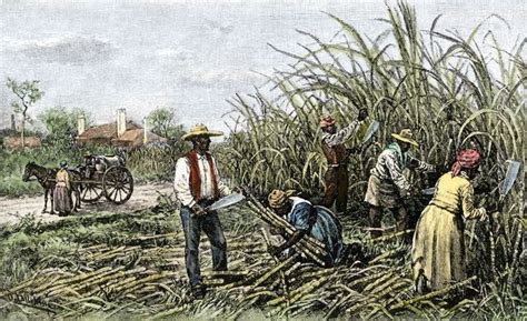 The Cultural Significance of Sugar Cane in Different Regions