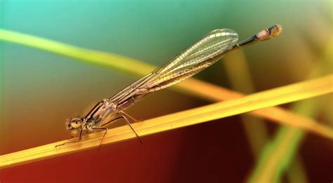 The Deep Connection: When a Delicate Insect Gracefully Arrived on my Countenance