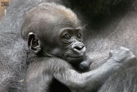 The Delight of Being Up Close with an Infant Gorilla