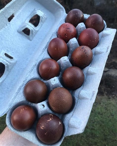 The Distinctive Qualities of Chestnut-Colored Egg Centers