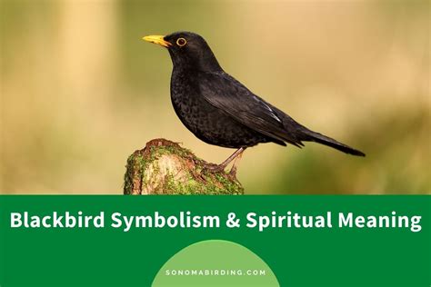 The Duality of Darkness: Unveiling the Symbolic Dichotomy of the Black Bird's Demise
