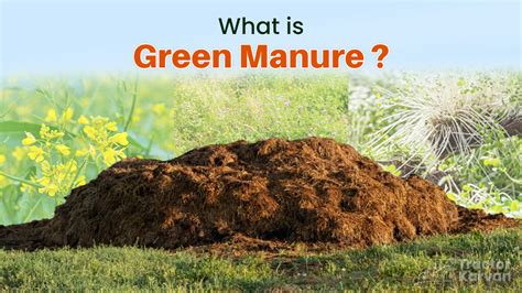 The Ecological Benefits of Manure Gathering