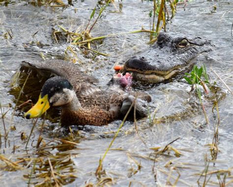 The Economic Significance: Exploring the Industry of Alligator Harvesting