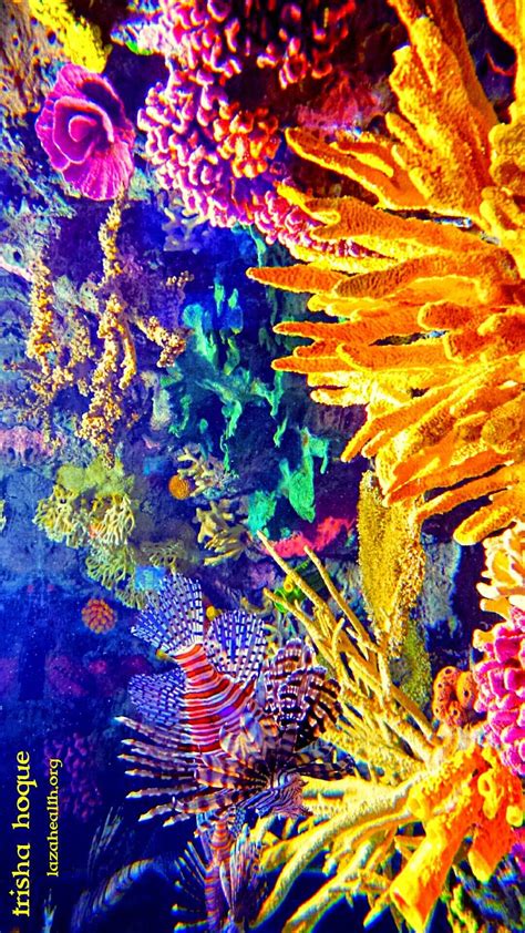 The Effect of Vibrantly Colored Marine Creatures on the Emotional Content of Dreams