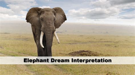 The Elephant's Presence in Dreams