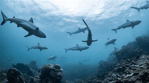 The Elusive Environment of Azure Sharks