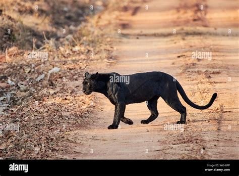The Elusive Panthera pardus: Unraveling the Enigma of its Existence
