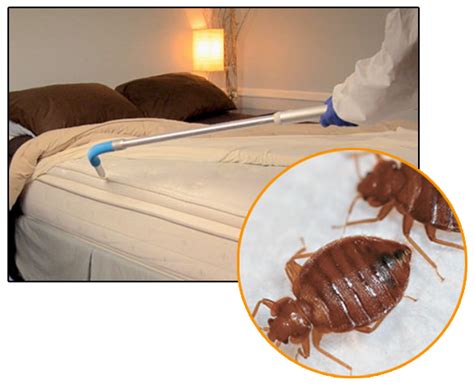 The Emergence of Resilient Insects: Trials in Bed Bug Management