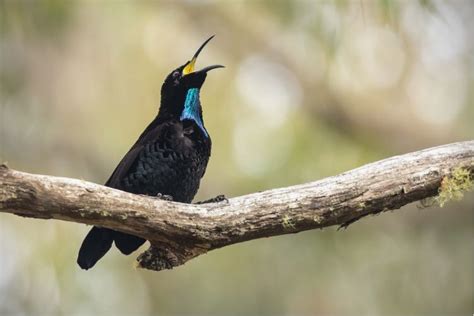 The Enchanting Elegance of Vibrant Avian Species