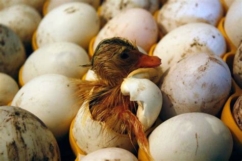 The Enchanting Experience of Witnessing a Duck Egg Hatch