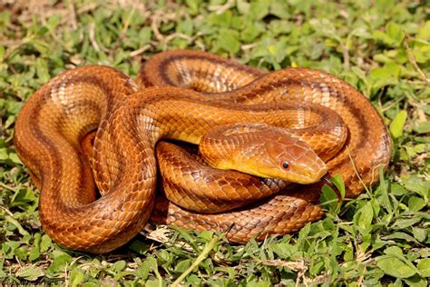 The Enchanting Peril of Juvenile Serpent Species