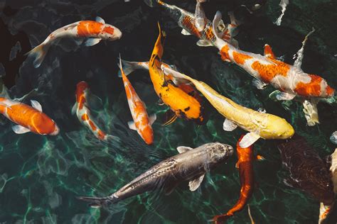 The Enchanting Realm of Exquisite Koi Creatures