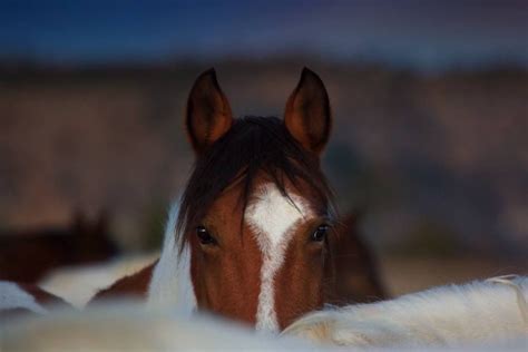 The Enchanting World of Young Striped Equines: Exploring Their Distinctive Characterisitics