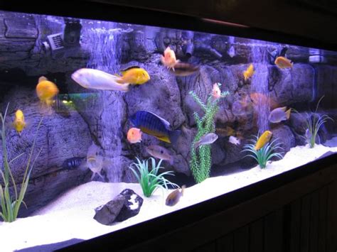 The Enchantment of Keeping Aquarium Fish: A Distinctive and Enthralling Pastime