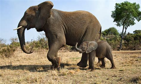 The Enchantment of Nurturing a Juvenile Elephant during its Infancy