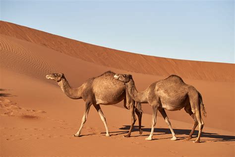 The Enchantment of Unusual Companions: Embrace Your Untamed Nature and Discover the Fascinating World of Camel Ownership