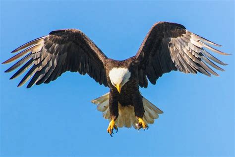 The Enchantment of an Eagle: Unraveling Its Secret Potential