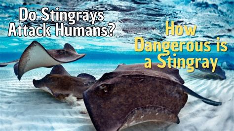 The Enigma Behind Stingray Attacks: Deciphering the Significance