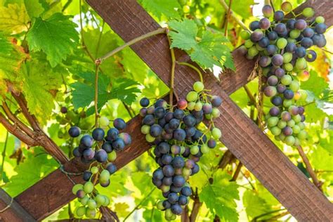 The Enigma Surrounding Grape Trees