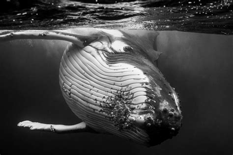 The Enigma of Black and White Whales