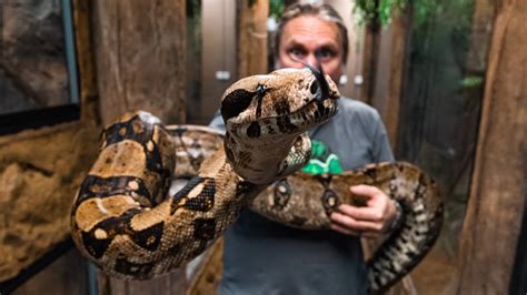 The Enigma of Elusive Giants: An Exploration into the Mysterious World of Massive Boa Constrictors