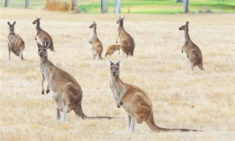 The Enigma of Kangaroo Attack Dreams