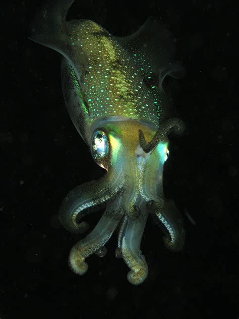The Enigma of Massive Cephalopods