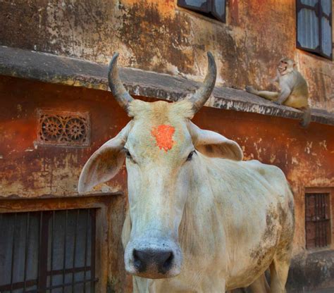 The Enigma of Tearful Bovines: Unlocking the Significance