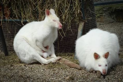 The Enigma of a Rare and Mysterious Creature: Delving into the Intriguing World of an Albino Sea Predator