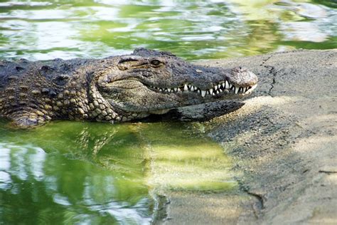 The Enigmatic Alligator: A Lethal Predator or a Symbol of the Southern States?